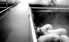 2 Huisvesting Rookproef bij vleesvarkens met ondergronds luchtinlaatkanaal Ventilatiesystemen In varkensstallen wordt in koudere perioden vooral geventileerd om de luchtkwaliteit op een goed niveau