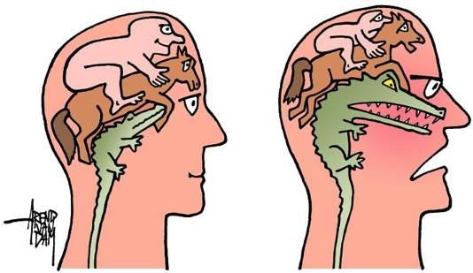Derde brein Neocortex is uniek voor mensen Bewust van gedachten en emoties Mogelijkheid adequaat gedrag te