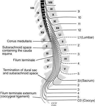 Ruggenmerg Ruggenmerg eindigt in conus medullaris Cauda equina; lege zak met cerebraal vocht In totaal