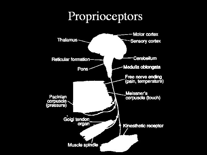 Propriocepsis Bewustzijn van lichaamshouding Positiezin Balans en beweging (treepose) Hierbij betrokken: