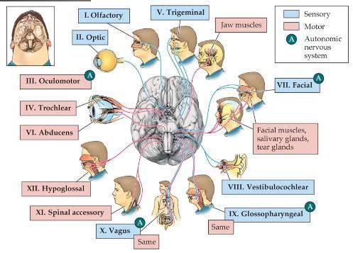12 hersenzenuwen Geur, zicht, oogbewegingen, aanraking,