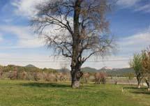 declining populations of California Valley oak,