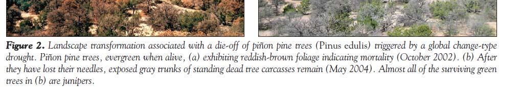 Pinus edulis sterfte ten