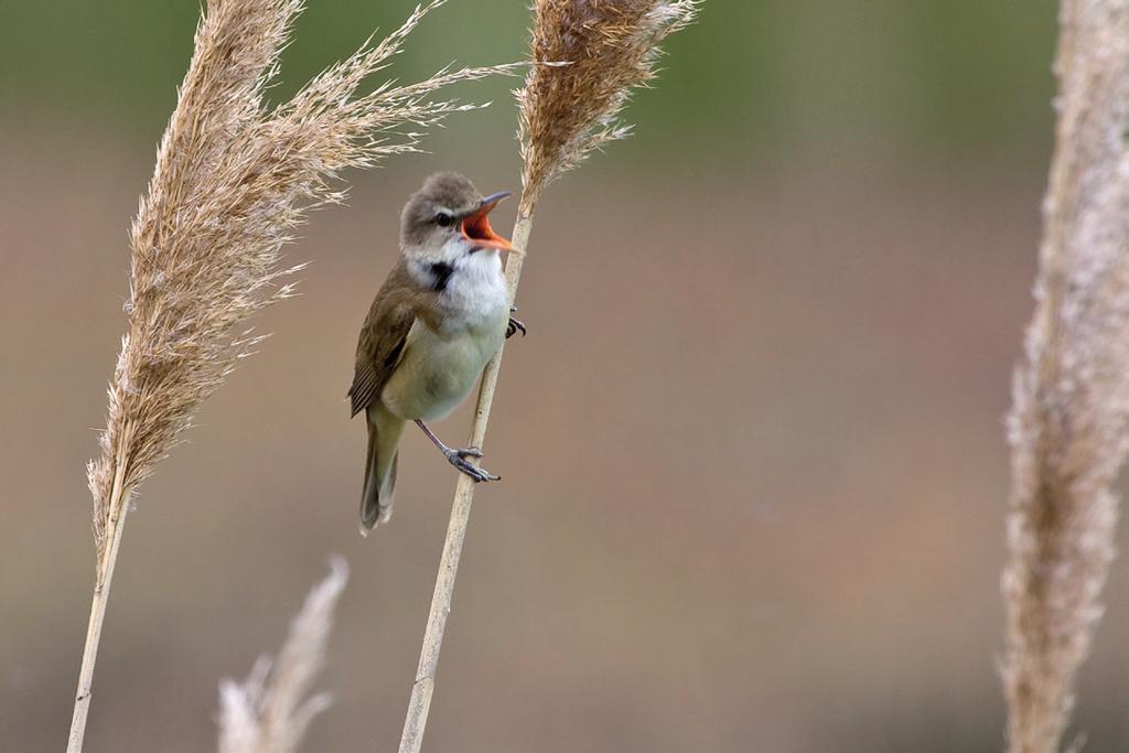 Is er toekomst voor de Grote Karekiet in het Zwarte Meer? De Grote Karekiet is een zangvogel met een grootte van zo n zestien tot twintig centimeter. Foto: O. Plantema.