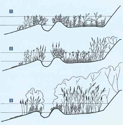 1. Schematische weergave van de vegetatie op een zoutwaterschor.