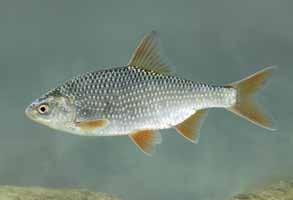 Roofvissen zoals Snoekbaars (Stizostedion lucioperca) foerageren vooral in het reservoir.