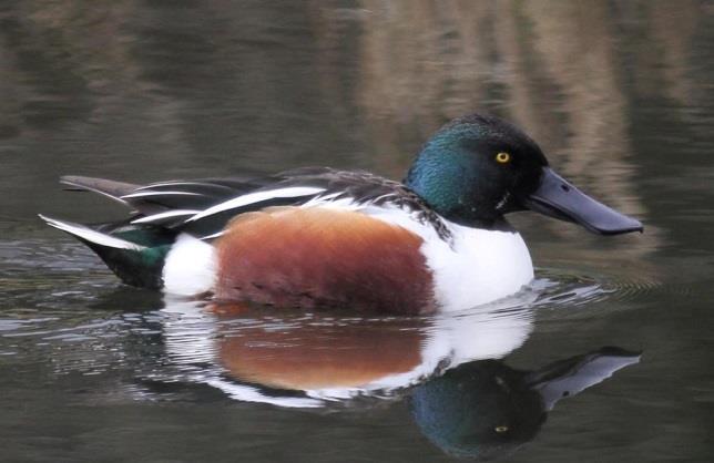 Krakeend Deze opportunistische eendensoort doet het landelijk goed, en heeft aan een ruige oever genoeg om een nest eieren uit te broeden.