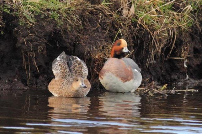 4.2. Watervogeltellingen De watervogels in de Hoge Boezem van de Overwaard worden in de wintermaanden maandelijks geteld door Ad Kooij van de VWG.