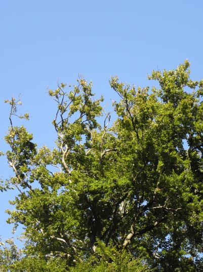 2 Werkwijze 2.1 Boomveiligheidscontrole De boomveiligheidscontrole bij de bomen is uitgevoerd met behulp van de VTA methode.