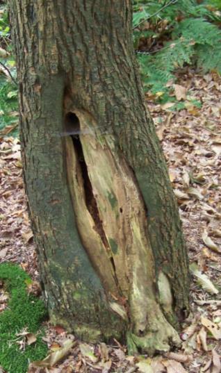 Met behulp van deze methode worden de bomen gecontroleerd op de aanwezigheid van (zichtbare) gebreken of signalen die duiden op verzwakkingsymptomen (zie afbeelding 1).