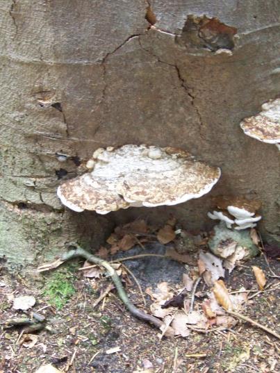 Stambeschadiging bij een Eik, C. Tonderzwam op de stamvoet van een Beuk. Bij de biologische symptomen wordt er naar de conditie van de boom gekeken.