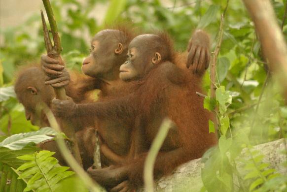 Organisatiestructuur Orangutan Rescue is een stichting met een bestuur dat bestaat uit drie personen: Voorzitter Penningmeester Secretaris Henk Kaskens Corné Seijner Hugo Wortel De ledenadministratie