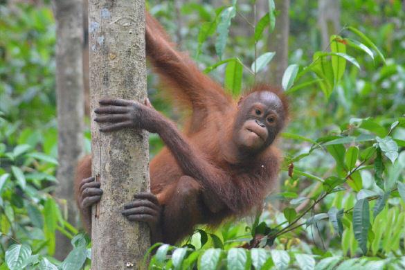 Fondsenwerving Orangutan Rescue heeft verschillende bronnen van inkomsten.