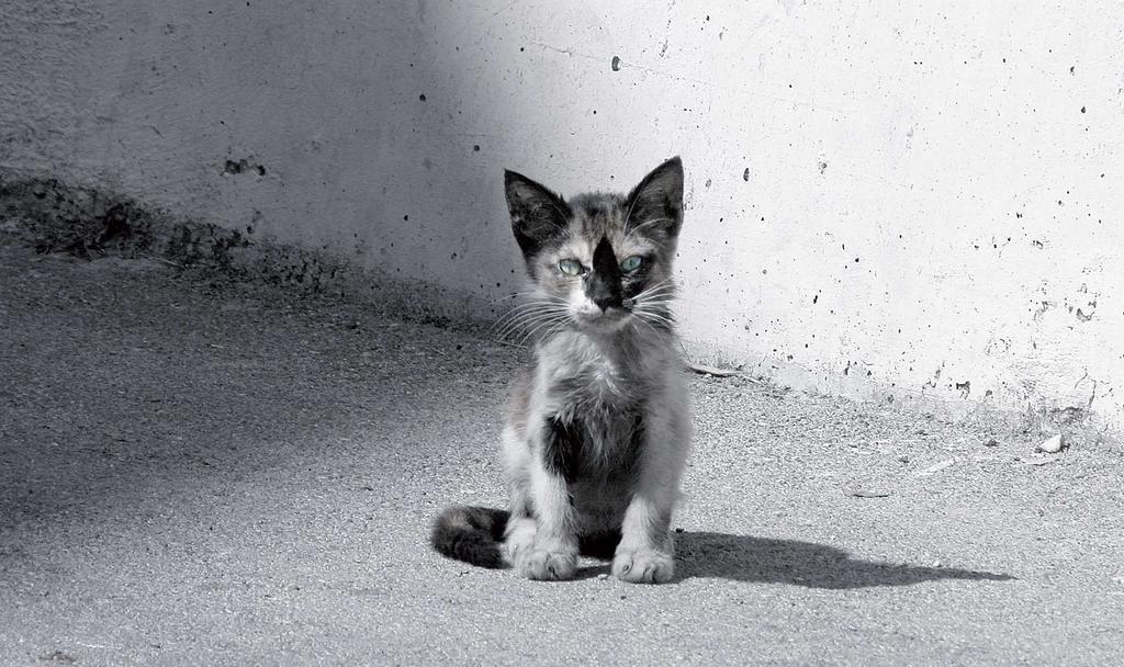 Het aantal zwerfkatten in en rondom Amsterdam is enorm.