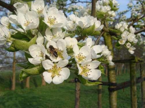 Op het hoogtepunt van de lente bloeien de appelbomen in de hoogstamboomgaard. Dit onderdeel van het natuurpark ligt buiten de wandelroute maar het is altijd de moeite waard om naar toe uit te wijken.