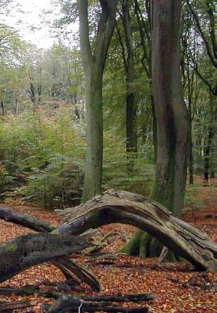 Afhankelijk Bos, een dambord van houtakkers. neerd door bosrijke landschappen. Er was toen dus Zelfstandig Bos.