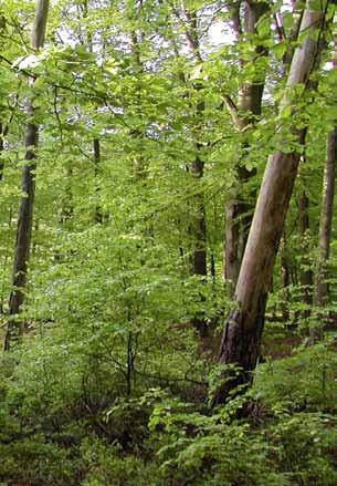 Het boslandschap is, met inbegrip van de natuurlijke dynamiek, een duurzaam systeem geworden waarin alle ontwikkelingsfases van het natuurlijke bos een plek krijgen.