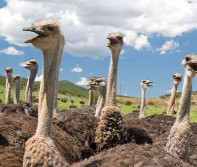 Wil je alles te weten komen over het kweken van struisvogels en hun komische gewoontes? Dan ben je met dit bezoek aan het juiste adres!