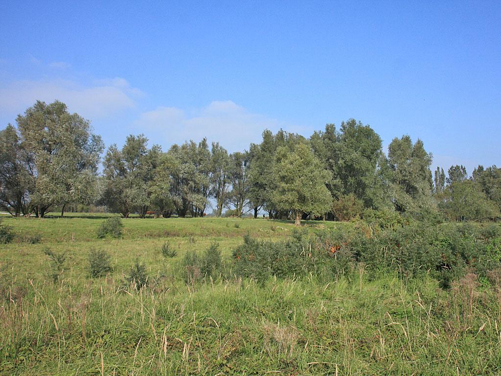 Foto 15. In vak F4 vindt op de bodem van een drooggevallen poel een spectaculaire bosontwikkeling plaats met duizenden bonsaiwilgen en een snel uitbreidend duindoornstruweel.