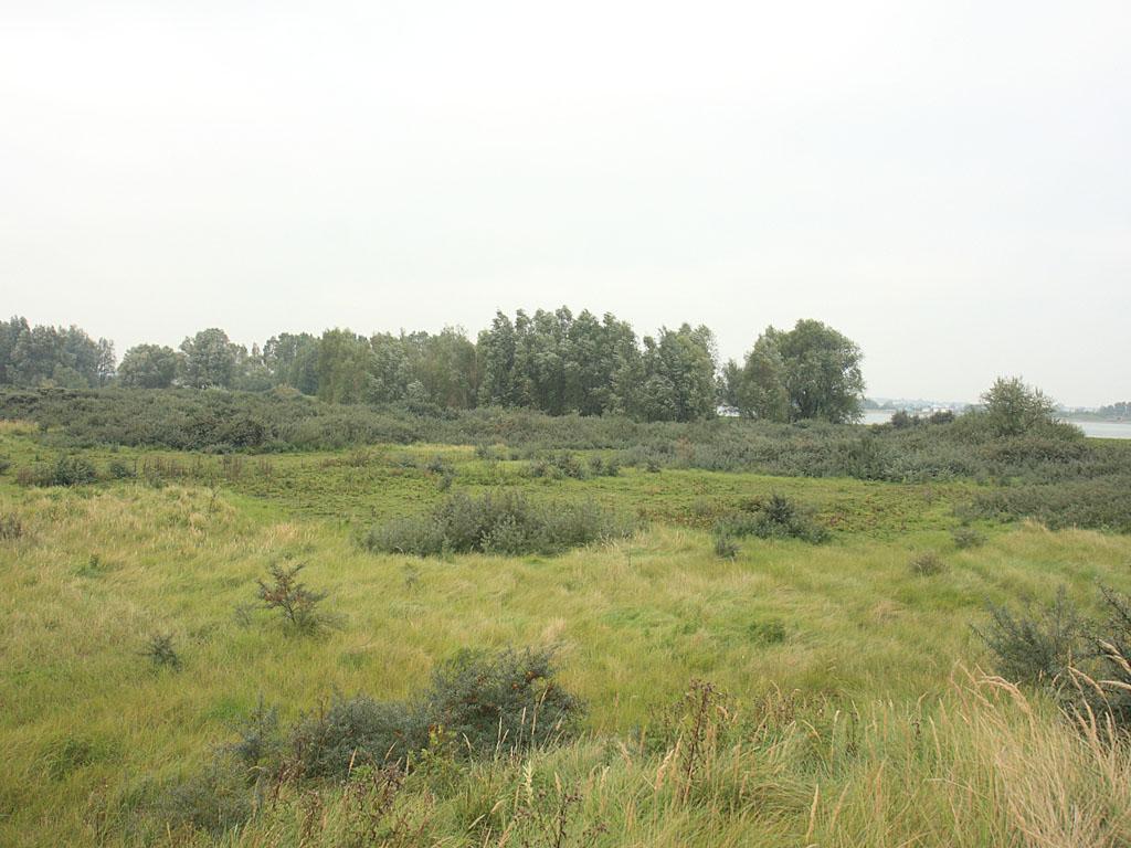 2.7 Locatie G Aan de voet van de dijk G1 zijn de aanwezige wilgen en vlieren weer gegroeid.