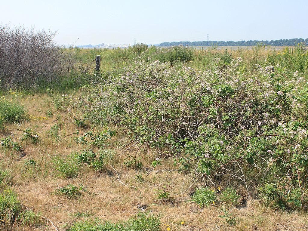 Foto 24. Begin juli waren op locatie K alle duindoorns kaal door insectenvraat, zoals links op de foto.