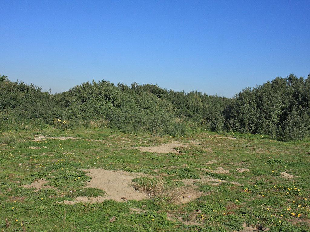 Foto 25. Op locatie K1 wordt grasland steeds schaarser doordat duindoorn zich gestaag uitbreidt.