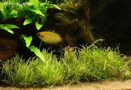 Blaasjeskruid is ook in het huiskameraquarium te houden, al zullen we dan wel moeten kiezen voor een tropische soort. Dan is Utricularia aurea een goede keuze.