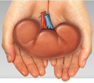 Transplantatie A. Wat? een gezonde nier van een andere persoon wordt in uw lichaam ingeplant en neemt de functie van de falende nieren over B. Van waar komt de getransplanteerde nier?