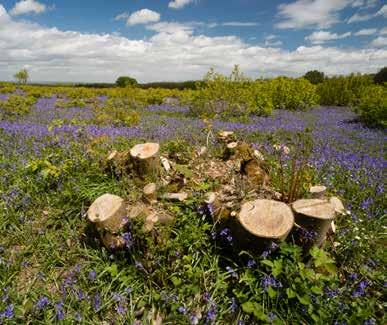 Een duurzame vorm van houtproductie Van Vliet Kastanjehout is op vele facetten met duurzaamheid bezig. Het hout wordt duurzaam geproduceerd en wordt van dichtbij gehaald.