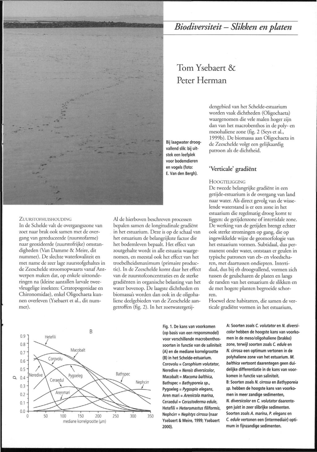 Biodiversiteit Slikken en platen Tom Ysebaert & Peter Herman ZUURSTOFHUISHOUDING In de Schelde valt de overgangszone van zoet naar brak ook samen met de overgang van gereduceerde (zuurstofarme) naar