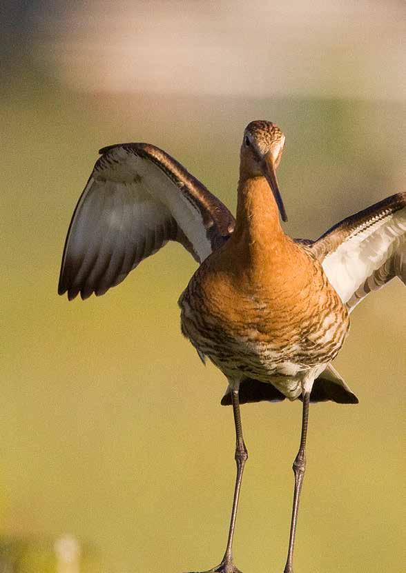 Vogel des vaderlands Grutto s trekken elk voorjaar van West-Afrika en Zuid-Europa naar het Noorden om te broeden. Ze strĳken in groten getale neer in Fryslân.
