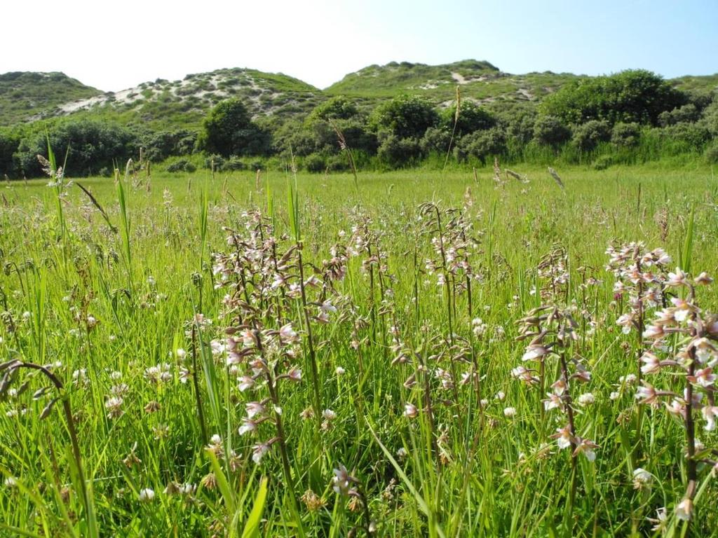 Foto 3.7. Moeraswespenorchis in Guytendel (foto: Marion Bilius). 3.4 Archeologie en cultuurhistorische aspecten De invloed van de mens op de duinen is groot geweest. Al sinds de Steentijd (4.