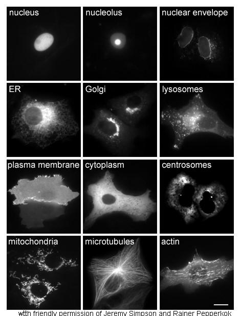 Fluorescentie-microscopie Celonderdelen