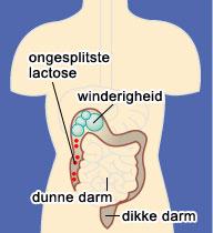 Lactose wordt normaalgezien in onze dunne darm afgebroken tot glucose en galactose