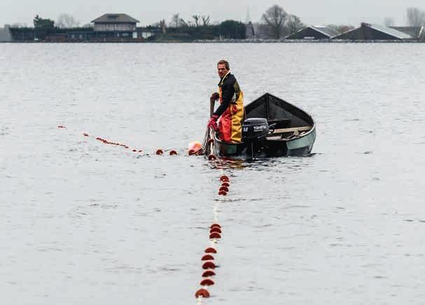 Korte weergave van de inhoud In de Nederlandse samenleving spelen vissen op verschillende manieren een rol.