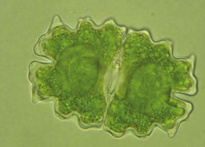 Voorbeelden zijn Cylindrocystis en Netrium (figuur 8.2). Bij de celdeling ontwikkelen de twee dochtercellen zich binnen de moedercelwand, die naderhand verslijmt (figuur 8.3).