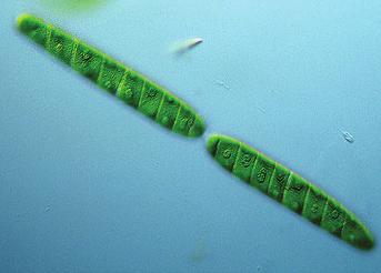 Bij de celdeling gaan de semicellen uit elkaar, na elk een nieuwe semicel te hebben gevormd (figuur 8.5).