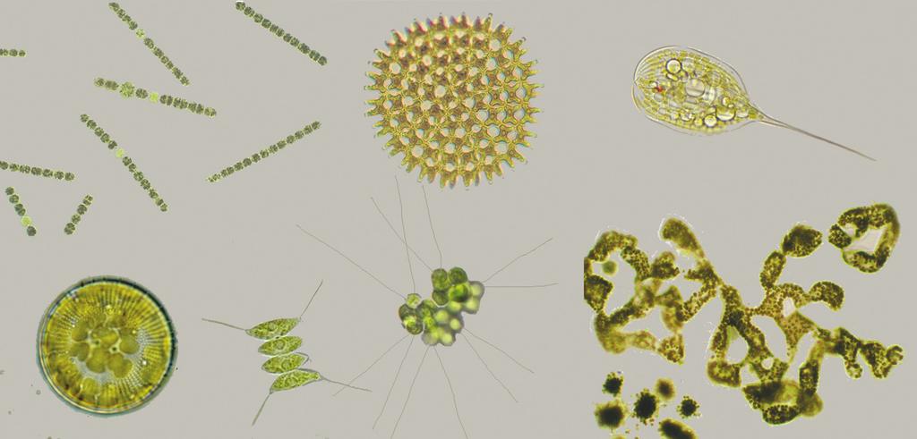 7. Inleiding 7.. Biologie Wat is fytoplankton? Fytoplankton is een verzamelnaam voor plantaardige micro-organismen in de waterkolom van het oppervlaktewater.