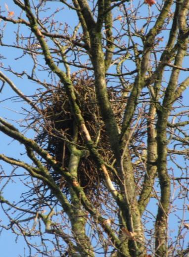 van de Wet natuurbescherming verwacht wat betreft nestlocaties voor vogels.