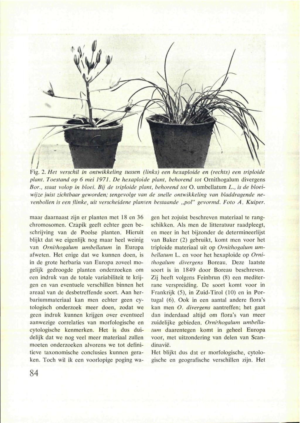 Fig. 2. Het verschil in ontwikkeling tussen (links) een hexaploide en (rechts) een triploide plant. Toestand op 6 mei 1971. De hexaploide plant, behorend tot Ornithogalum divergens Bor.