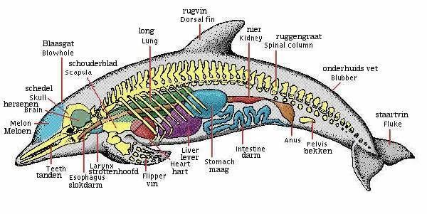 (Walvissen) Onderorde: Odontoceti