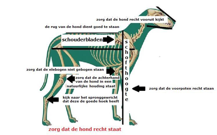 Beschrijving meetprotocol Om een hond goed te meten moet het volgende in acht genomen worden: De Vereniging zorgt voor: o 2 meetlijsten (1 voor de vereniging en 1 voor de keurmeester); o een stabiele