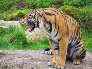 Objectief en Rationeel? Problematische tijd om een situatie te beoordelen? Wil de tijger rusten of aanvallen?