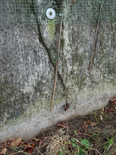 de jonge aanplant beter opvalt tussen de overige bermvegetatie. Ongelukjes zoals op de foto s zullen dan hopelijk minder snel gebeuren.