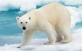 B. De Noordelijke IJszee De volgende dieren leven rond en in de Noordelijke IJszee: De ijsbeer De ijsbeer heeft zich als berensoort helemaal aangepast aan het strenge klimaat van de