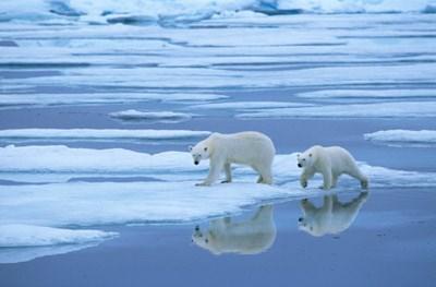 De zwemvliezen tussen de poten maken de ijsbeer tot een uitstekende zwemmer. De ijsbeer jaagt vooral op zeehonden en kleinere walvissoorten, zoals de narwal.