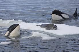 De orka De orka is een dolfijn en hoort bij de walvisachtigen. Het dier komt zowel op de Noord- als de Zuidpool voor.