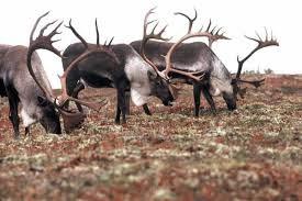 2. Noordpool A. Dieren op de toendra De toendra is een uitgestrekte gras- en mosvlakte die in de winter helemaal bevroren is. In de zomer smelt de bovenlaag van de toendra voor een deel.