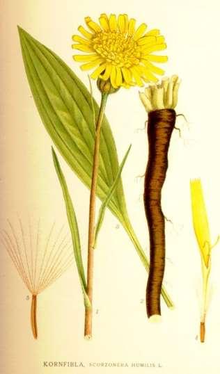 Portret: Kleine schorseneer Langlevende plant (tientallen jaren) met ondergrondse voedselreserve ((vertakte)penwortel); Voorzomerbloeier.