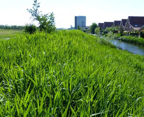 Enkele weken later domineert het riet.